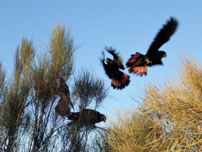 Calyptorhynchus lathami lathami (Glossy Black-Cockatoo) at Ulladulla, NSW - 31 May 2021 by CathB