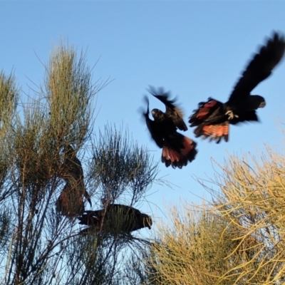 Calyptorhynchus lathami lathami (Glossy Black-Cockatoo) at Ulladulla Reserves Bushcare - 31 May 2021 by CathB