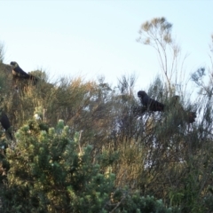 Calyptorhynchus lathami lathami at Ulladulla, NSW - suppressed