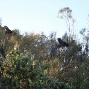 Calyptorhynchus lathami lathami at Ulladulla, NSW - suppressed