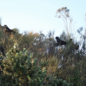 Calyptorhynchus lathami lathami at Ulladulla, NSW - 31 May 2021