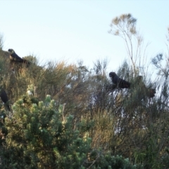 Calyptorhynchus lathami at Ulladulla, NSW - 31 May 2021
