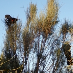 Calyptorhynchus lathami lathami at Ulladulla, NSW - suppressed