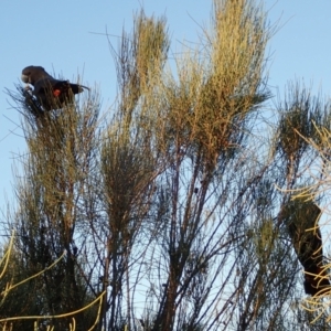 Calyptorhynchus lathami lathami at Ulladulla, NSW - suppressed