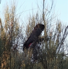 Calyptorhynchus lathami lathami at Ulladulla, NSW - suppressed