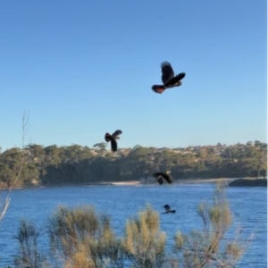 Calyptorhynchus lathami lathami at Ulladulla, NSW - suppressed