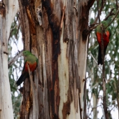 Alisterus scapularis (Australian King-Parrot) at Hughes, ACT - 24 Aug 2021 by LisaH
