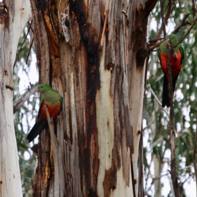 Alisterus scapularis (Australian King-Parrot) at Hughes Grassy Woodland - 24 Aug 2021 by LisaH