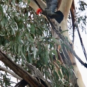 Callocephalon fimbriatum at Deakin, ACT - 24 Aug 2021