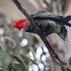 Callocephalon fimbriatum at Deakin, ACT - 24 Aug 2021