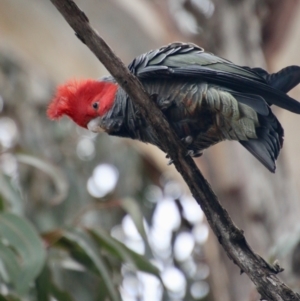 Callocephalon fimbriatum at Deakin, ACT - 24 Aug 2021