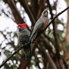 Callocephalon fimbriatum at Deakin, ACT - 24 Aug 2021