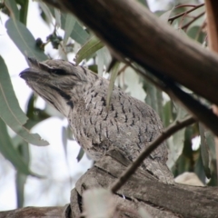 Podargus strigoides (Tawny Frogmouth) at Red Hill to Yarralumla Creek - 24 Aug 2021 by LisaH