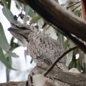 Podargus strigoides at Deakin, ACT - suppressed