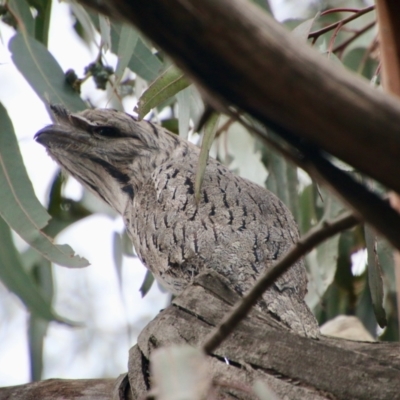 Podargus strigoides (Tawny Frogmouth) at Hughes Grassy Woodland - 24 Aug 2021 by LisaH