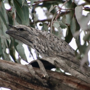 Podargus strigoides at Deakin, ACT - suppressed