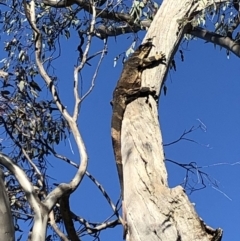 Varanus varius (Lace Monitor) at Albury - 16 Jul 2020 by LKPearce76