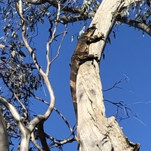 Varanus varius at Hamilton Valley, NSW - suppressed
