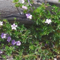 Geranium solanderi (Native Geranium) at Bolaro, NSW - 27 Dec 2020 by DavidMcKay