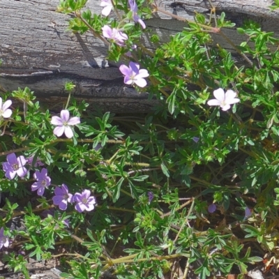 Geranium solanderi (Native Geranium) at Bolaro, NSW - 27 Dec 2020 by DavidMcKay