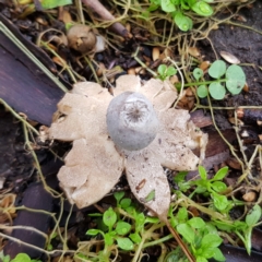 Geastrum tenuipes (An earthstar) at Kambah, ACT - 23 Aug 2021 by MatthewFrawley