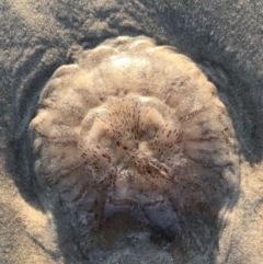 Unidentified Anemone, Jellyfish or Comb Jelly (Cnidaria, Ctenophora) at Evans Head, NSW - 24 Aug 2021 by AliClaw