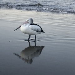 Pelecanus conspicillatus (Australian Pelican) at Evans Head, NSW - 24 Aug 2021 by AliClaw