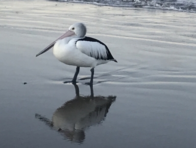 Pelecanus conspicillatus (Australian Pelican) at Evans Head, NSW - 24 Aug 2021 by AliClaw