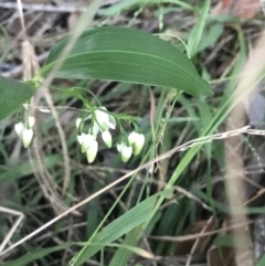 Unverified Other Shrub at Evans Head, NSW - 24 Aug 2021 by AliClaw