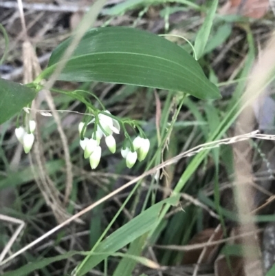 Unverified Other Shrub at Evans Head, NSW - 24 Aug 2021 by AliClaw
