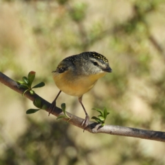 Pardalotus punctatus (Spotted Pardalote) at Mount Taylor - 22 Aug 2021 by MatthewFrawley