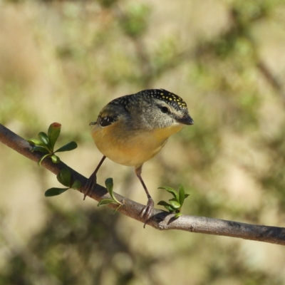 Pardalotus punctatus (Spotted Pardalote) at Mount Taylor - 22 Aug 2021 by MatthewFrawley