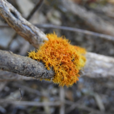 Teloschistes sp. (genus) (A lichen) at Mount Taylor - 22 Aug 2021 by MatthewFrawley
