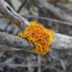 Teloschistes sp. (A lichen) at Kambah, ACT - 22 Aug 2021 by MatthewFrawley