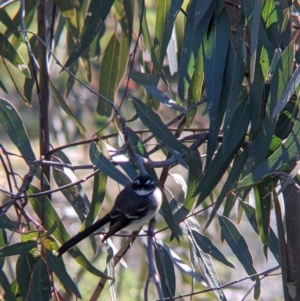 Rhipidura albiscapa at Yando, VIC - 10 Jul 2021