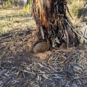 Tachyglossus aculeatus at Kingower, VIC - 10 Jul 2021 03:28 PM