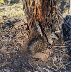 Tachyglossus aculeatus at Kingower, VIC - 10 Jul 2021