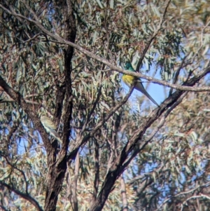 Psephotus haematonotus at Lake Meran, VIC - 10 Jul 2021 11:37 AM