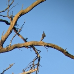 Philemon corniculatus (Noisy Friarbird) at Echuca, VIC - 14 Aug 2021 by Darcy