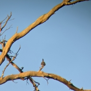 Philemon corniculatus at Echuca, VIC - 14 Aug 2021 05:08 PM