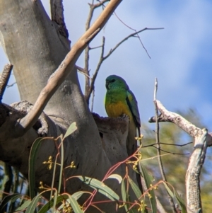 Psephotus haematonotus at Kerang, VIC - 15 Aug 2021