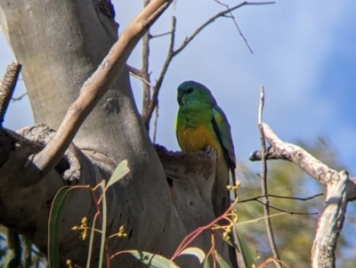 Psephotus haematonotus (Red-rumped Parrot) at Kerang, VIC - 15 Aug 2021 by Darcy