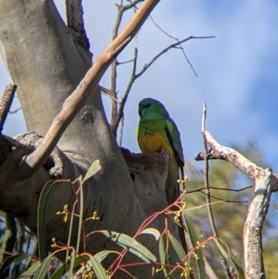 Psephotus haematonotus (Red-rumped Parrot) at Kerang, VIC - 15 Aug 2021 by Darcy