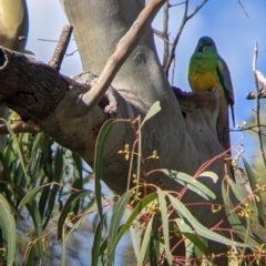 Psephotus haematonotus at Kerang, VIC - 15 Aug 2021