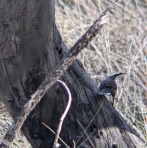 Pomatostomus temporalis temporalis at Kerang, VIC - 15 Aug 2021