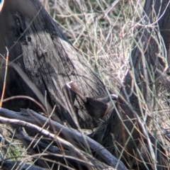 Pomatostomus temporalis temporalis at Kerang, VIC - 15 Aug 2021