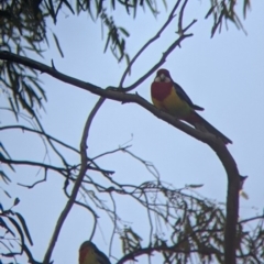 Platycercus eximius (Eastern Rosella) at Kerang, VIC - 15 Aug 2021 by Darcy