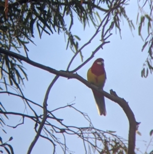 Platycercus eximius at Kerang, VIC - 15 Aug 2021