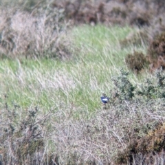 Malurus leucopterus (White-winged Fairywren) at Kerang, VIC - 15 Aug 2021 by Darcy