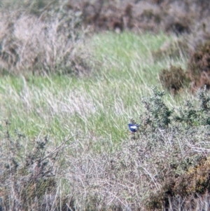 Malurus leucopterus at Kerang, VIC - 15 Aug 2021